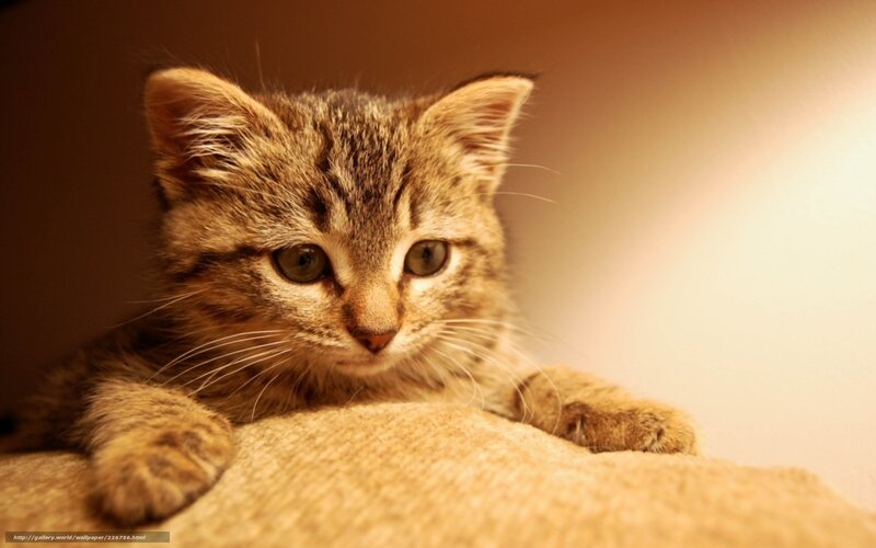 Tabby Kitten — Brown, Calm, Photograph, Cat, Paws, Fabric