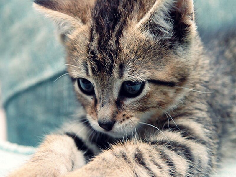 Tabby Kitten — Brown, Calm, Photograph, Cat, Paws