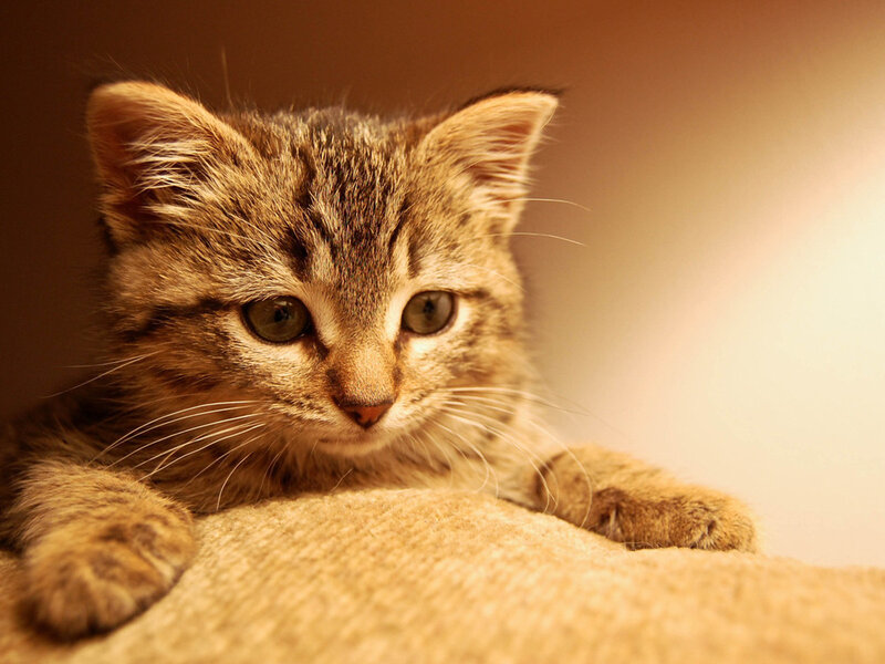 Tabby Kitten — Brown, Calm, Photograph, Cat