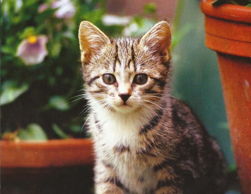 Tabby Kitten — Brown, Calm, Photograph, Flower Pot