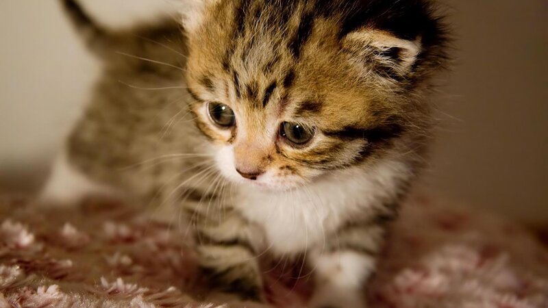 Tabby Kitten — Brown, Calm, Photograph, Fluffy Fur