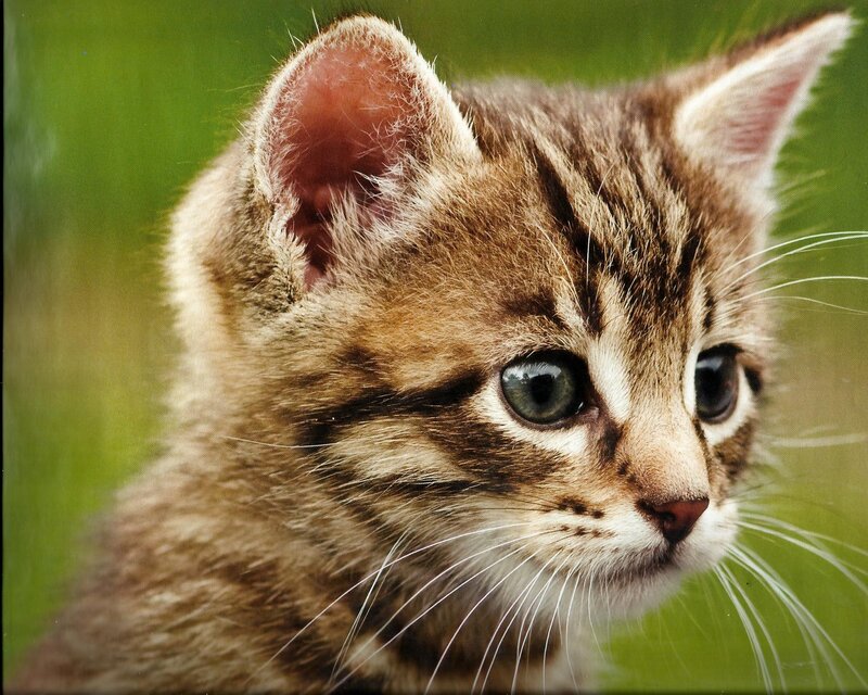 Tabby Kitten — Brown, Calm, Photograph, Green Grass