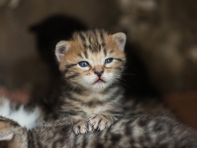 Tabby Kitten — Brown, Calm, Photograph, Paws