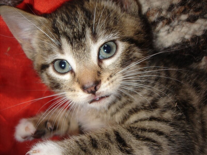 Tabby Kitten — Brown, Calm, Photograph, Red Fabric