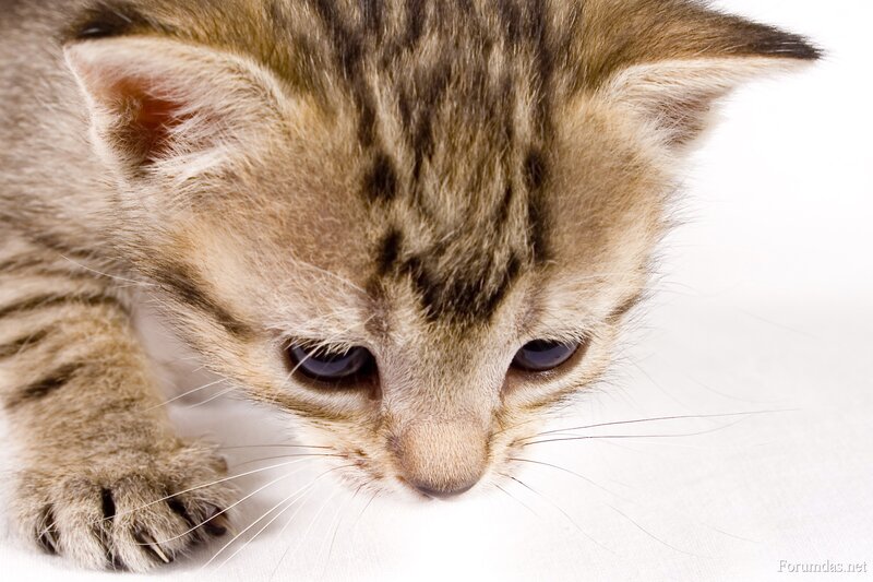 Tabby Kitten — Brown, Calm, Photograph