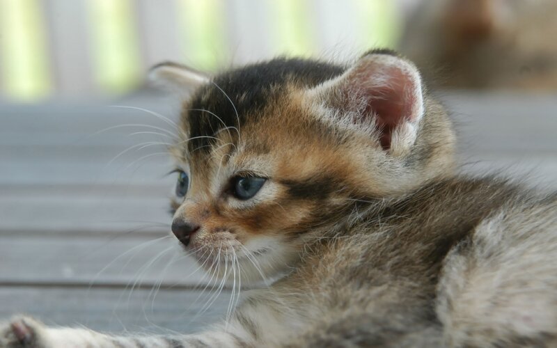 Tabby Kitten — Brown, Calm, Photograph, Whiskers, Blue Eyes