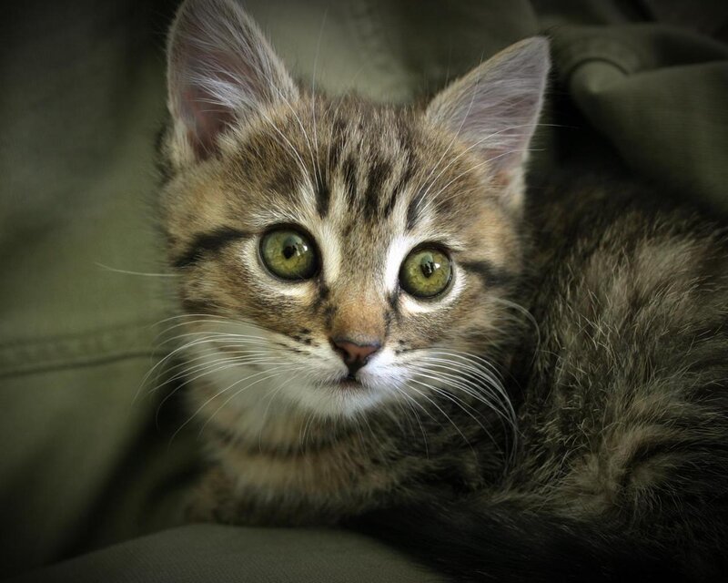 Tabby Kitten — Brown, Calm, Photograph, Whiskers