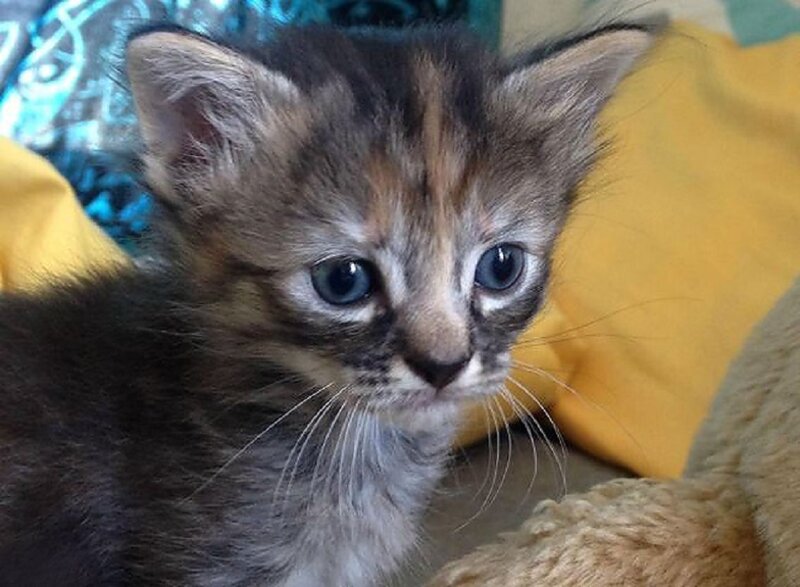 Tabby Kitten — Brown, Calm, Photograph, Yellow Pillow