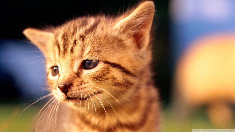 Tabby Kitten — Brown, Calm, Sunset