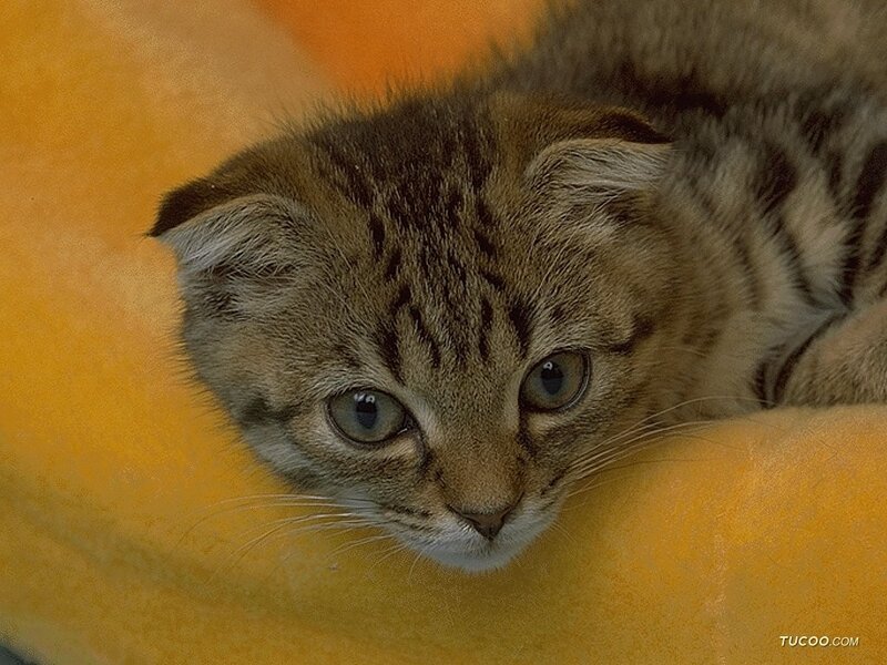 Tabby Kitten — Brown, Calm