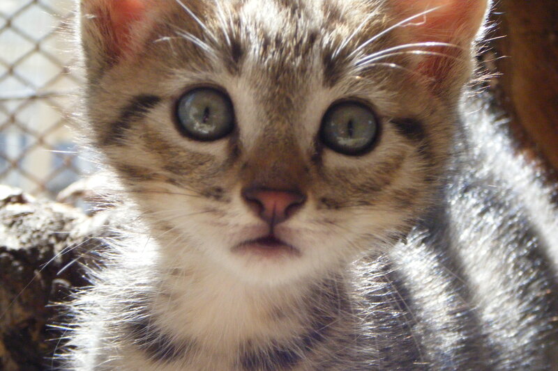 Tabby Kitten — Brown, Curious, Afternoon