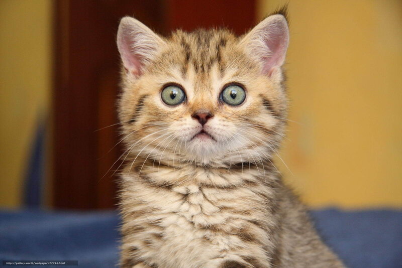 Tabby Kitten — Brown, Curious, Photograph, Blue Surface