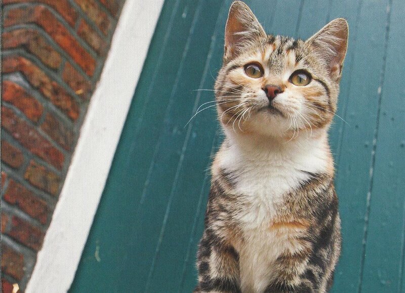 Tabby Kitten — Brown, Curious, Photograph, Brick Wall