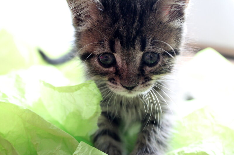 Tabby Kitten — Brown, Curious, Photograph, Green Paper
