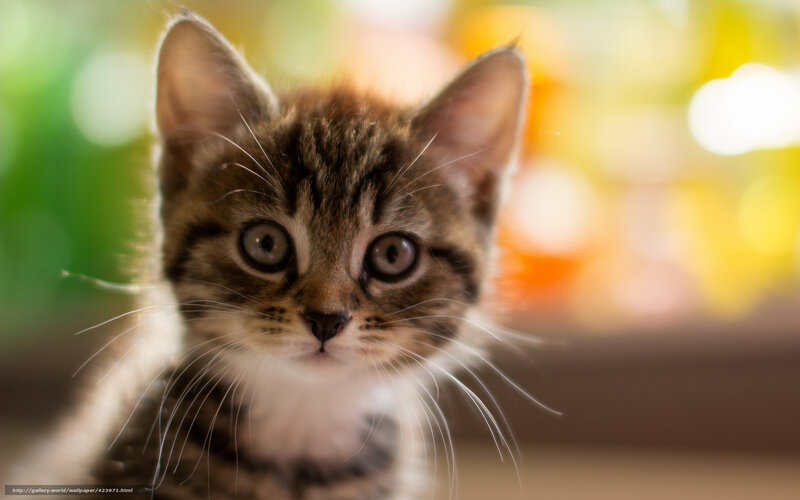 Tabby Kitten — Brown, Curious, Photograph, Whiskers, Eyes