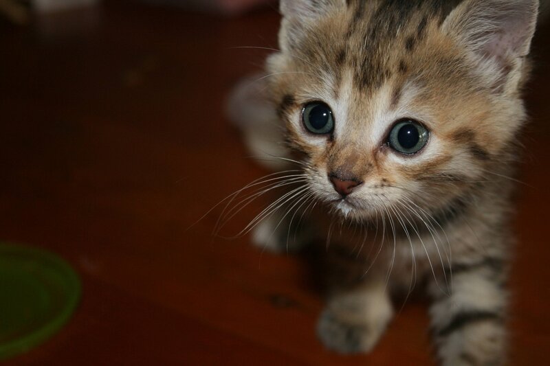 Tabby Kitten — Brown, Curious, Photograph, Whiskers, Floor
