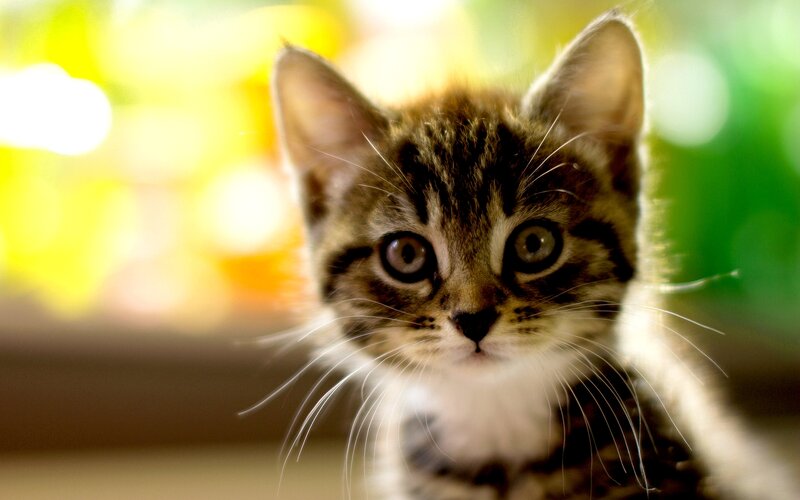 Tabby Kitten — Brown, Curious, Photograph, Whiskers