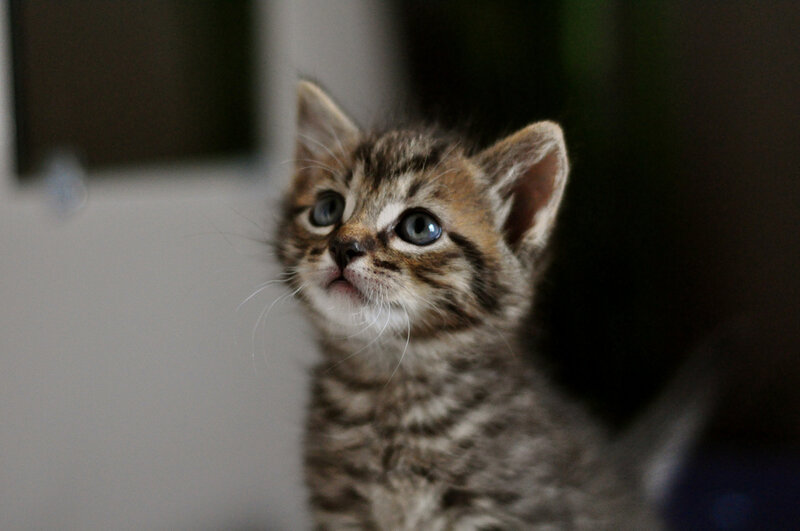 Tabby Kitten — Brown, Curious