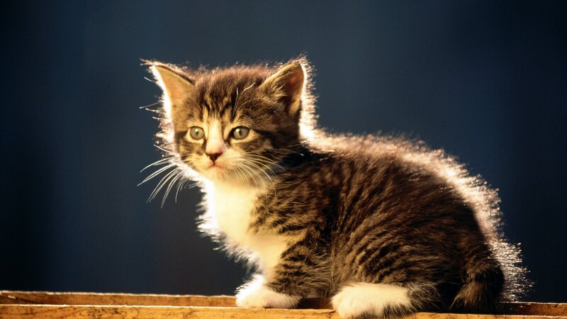 Tabby Kitten — Brown, Dramatic, Photograph
