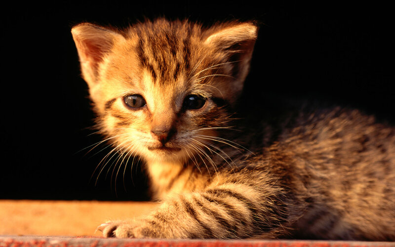 Tabby Kitten — Brown, Dramatic
