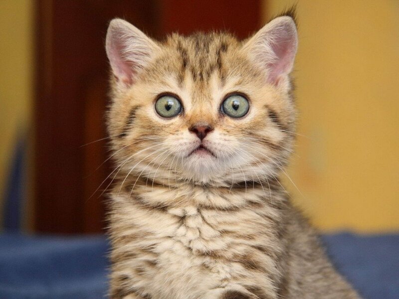 Tabby Kitten — Brown, Innocent, Photograph, Cat