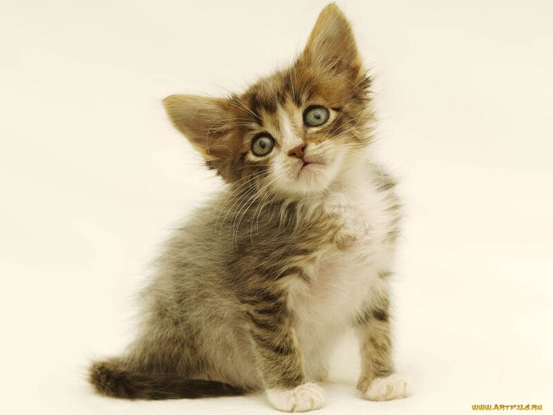 Tabby Kitten — Brown, Innocent, Photograph