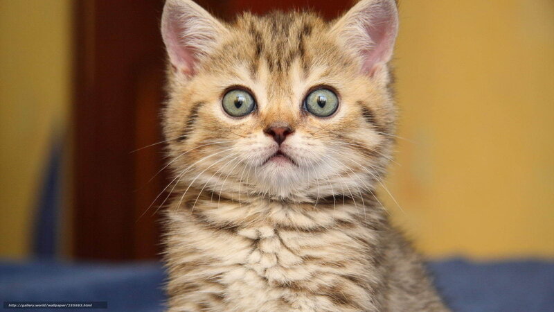Tabby Kitten — Brown, Innocent, Photograph, Whiskers