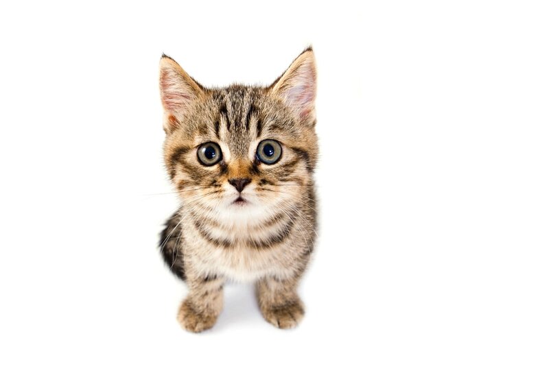 Tabby Kitten — Brown, Innocent, Photograph, White Background