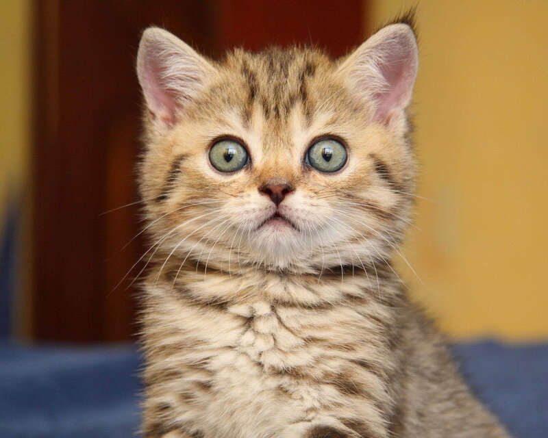 Tabby Kitten — Brown, Innocent