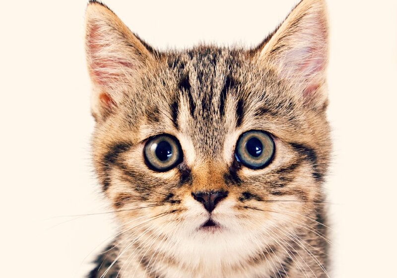 Tabby Kitten — Brown, Neutral