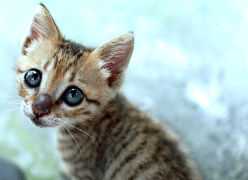 Tabby Kitten — Brown