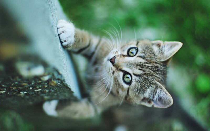Tabby Kitten Climbing — Brown, Curious