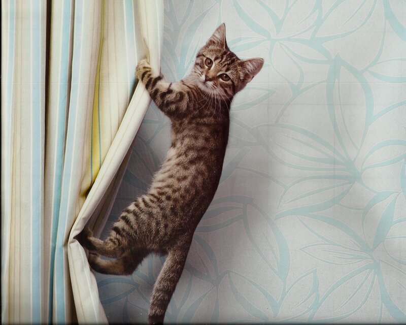 Tabby Kitten Climbing Curtain