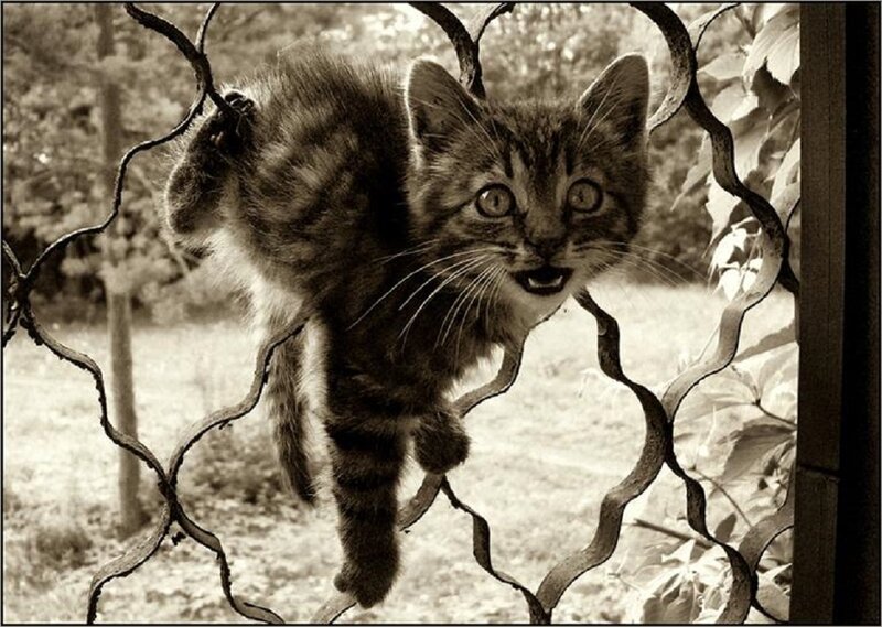 Tabby Kitten Climbing Fence