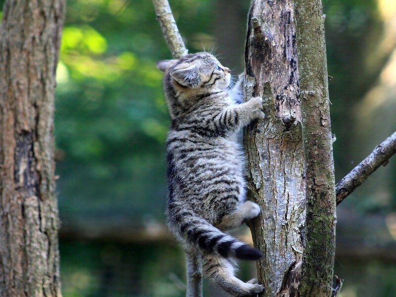 Tabby Kitten Climbing Tree — Brown, Curious