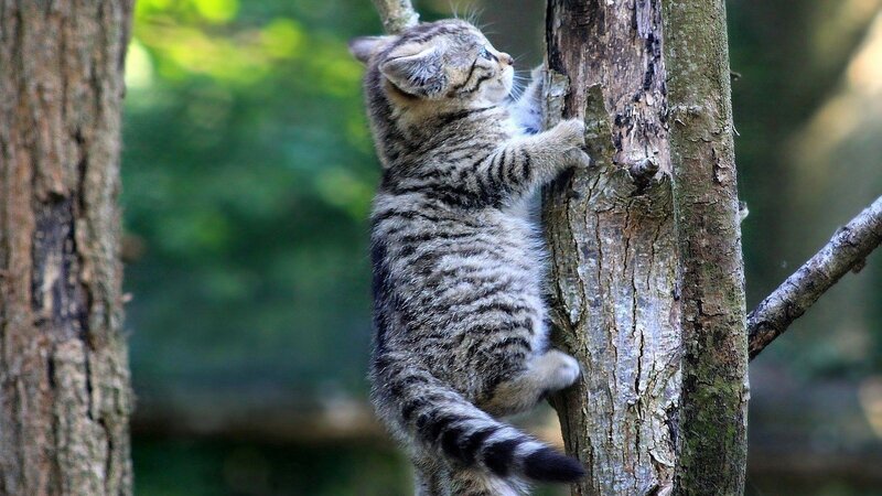Tabby Kitten Climbing Tree — Brown, Natural