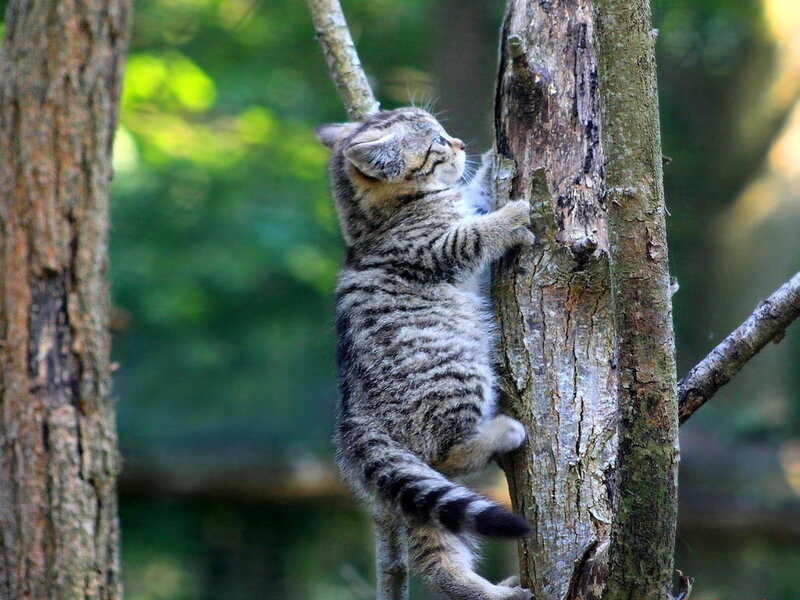 Tabby Kitten Climbing Tree