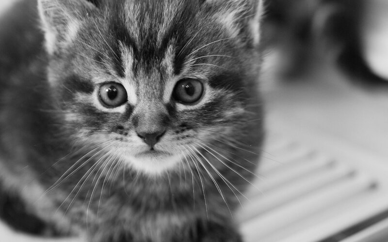Tabby Kitten Close-up — Black, Curious