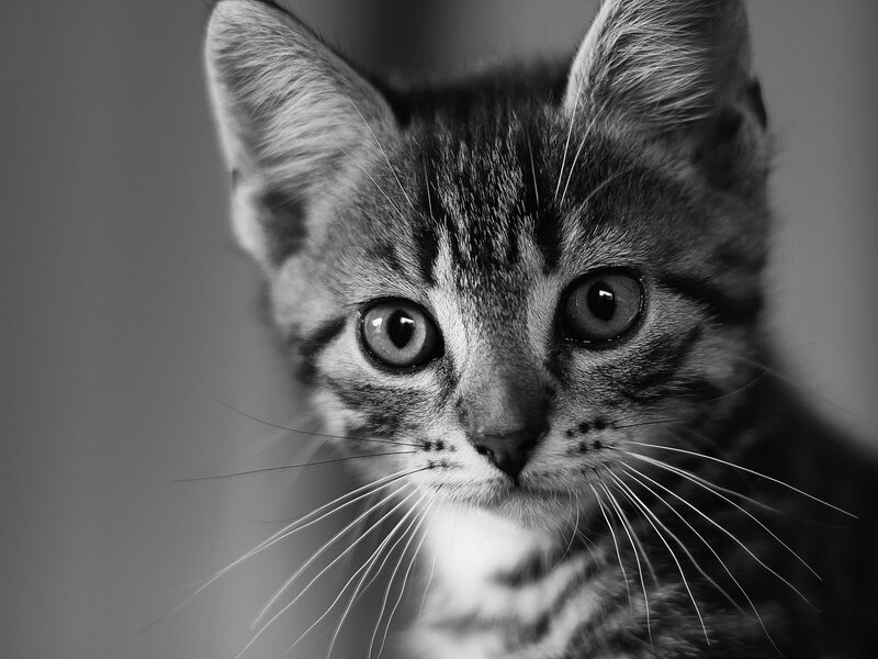 Tabby Kitten Close-up — Black