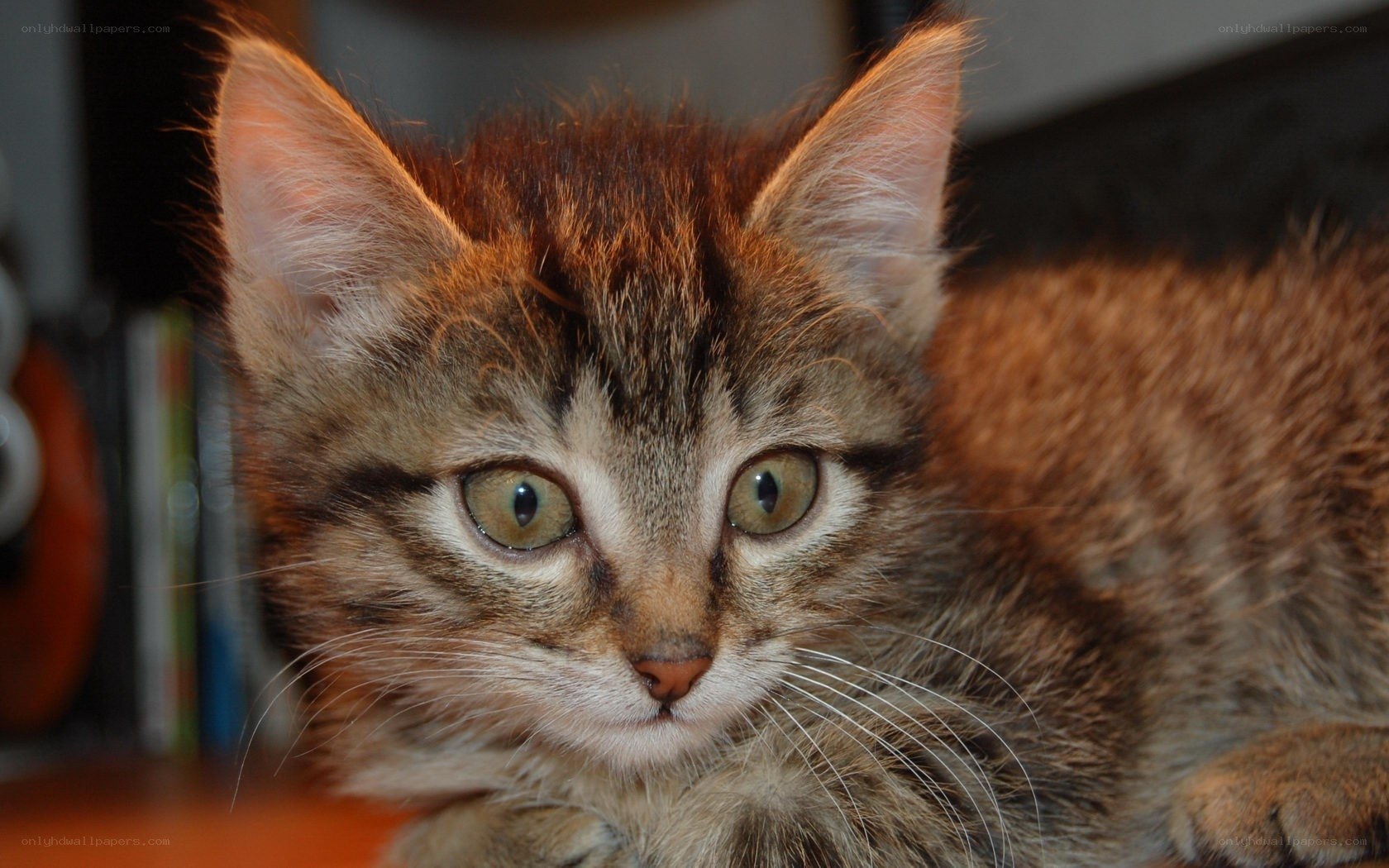 tabby kitten close-up