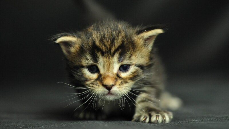 Tabby Kitten Crawling — Black, Calm, Photograph