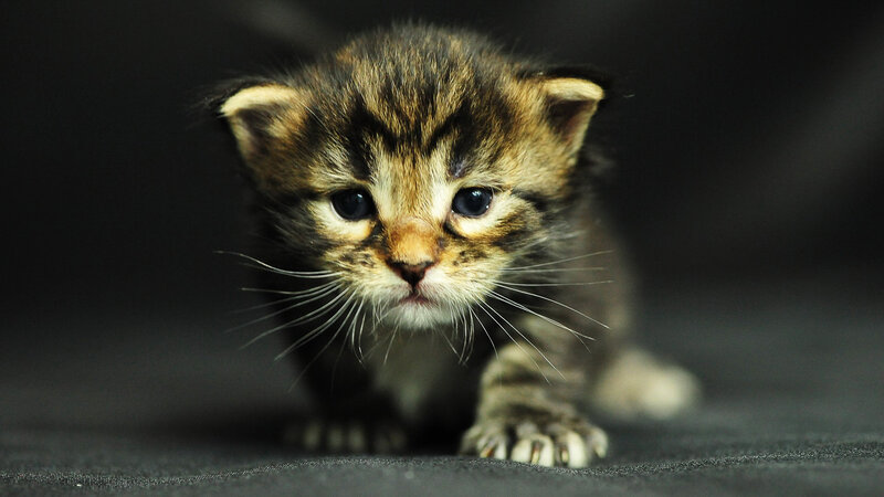 Tabby Kitten Crawling — Black, Calm