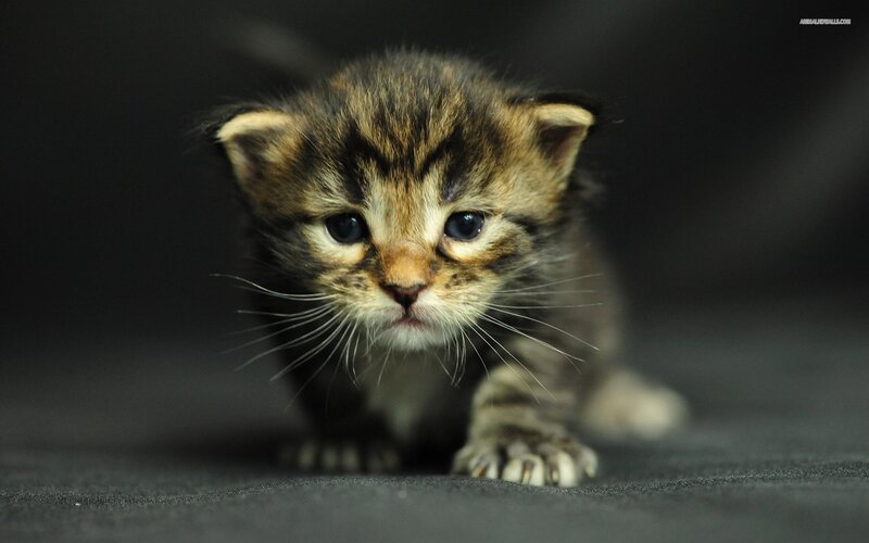 Tabby Kitten Crawling — Black