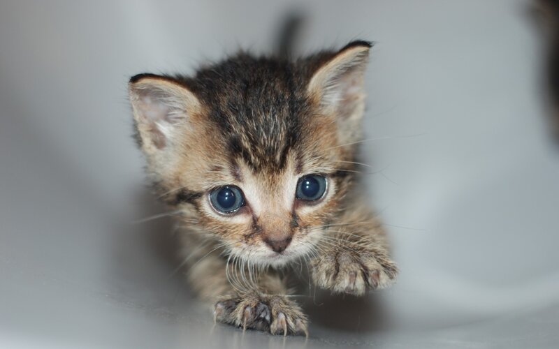 Tabby Kitten Crawling — Brown