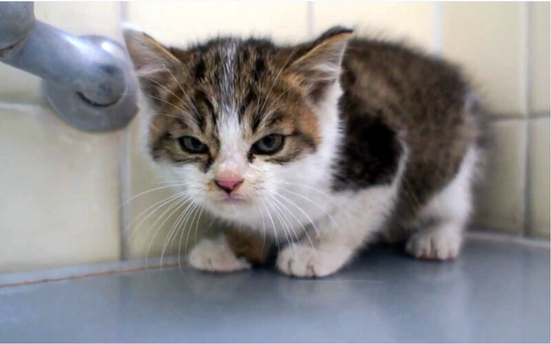 Tabby Kitten Crouching