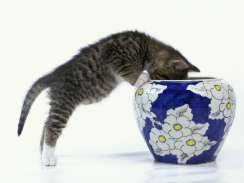 Tabby Kitten Drinking