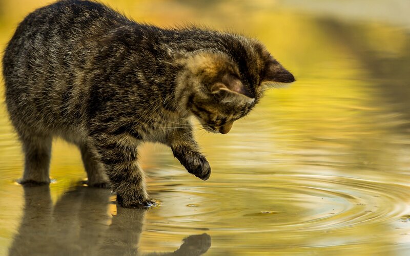 Tabby Kitten Drinking Water