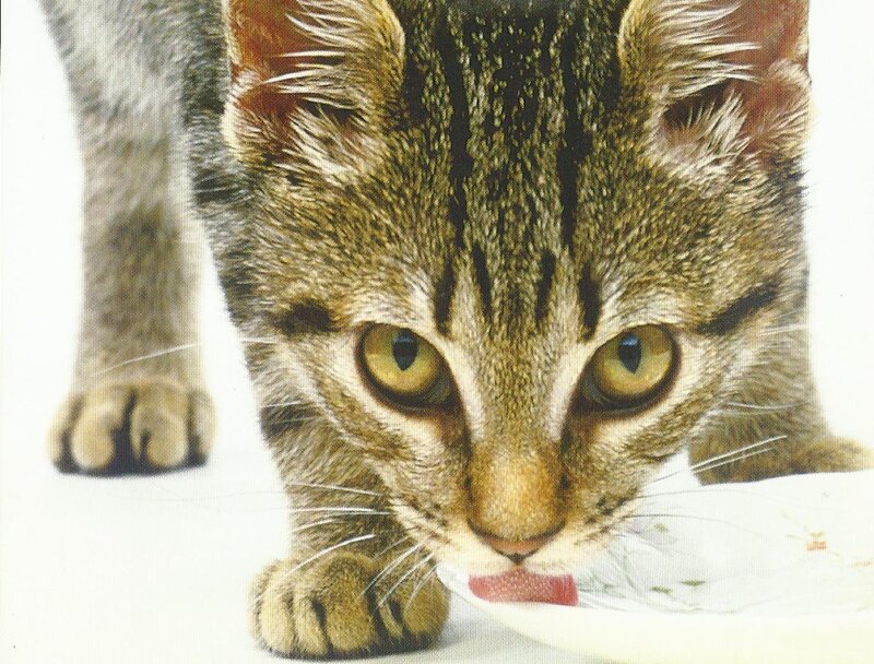 Tabby Kitten Eating