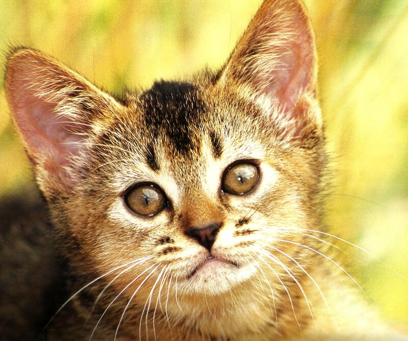 Tabby Kitten Face — Brown, Calm