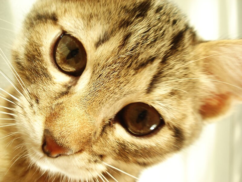 Tabby Kitten Face — Brown, Curious, Photograph